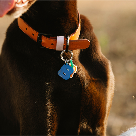 Individuelle Hundemarke